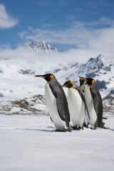 Obraz premium King Penguins on South Georgia Island