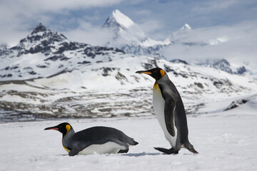 Fototapeta premium King Penguins on South Georgia Island