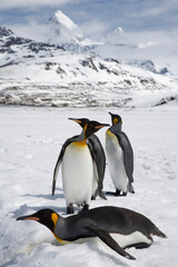 Fototapeta premium King Penguins on South Georgia Island