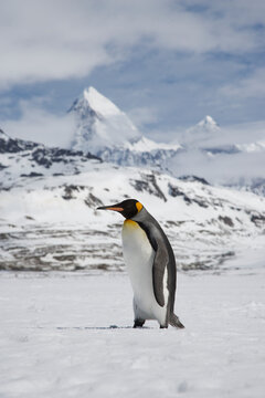 King Penguin on South Georgia Island