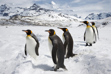 Fototapeta premium King Penguins on South Georgia Island