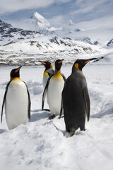 Obraz premium King Penguins on South Georgia Island