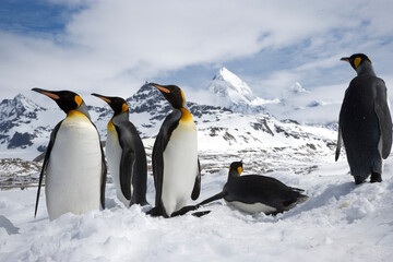 Obraz premium King Penguins on South Georgia Island