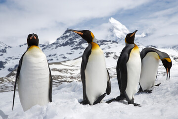 Obraz premium King Penguins on South Georgia Island