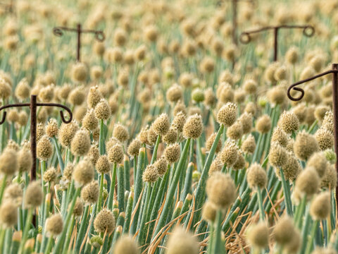 Coltivazione sementiera di cipolla (Allium cepa) con infiorescenze mature in campo agricolo