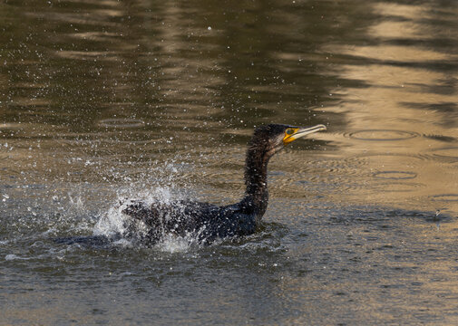 Great Cormorant bething at Buhair lake, Bahrain