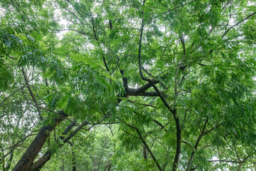 Fototapeta premium Intersecting timber limbs covered in tiny leafy growth. Detailed view of complex branch structures in a park. Thick foliage canopy showing intricate wood patterns.