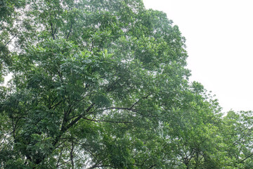 Fototapeta premium Looking up at a vibrant canopy over clear copy space. Sunlit branches framing the white background overhead. Upward perspective of thick vegetation in the morning.