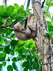 Fototapeta premium a sloth sleeps high in a tree