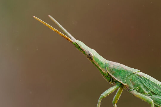A green-bodied Long-Horned Grasshopper (acrida cinerea) is sitting still and resting