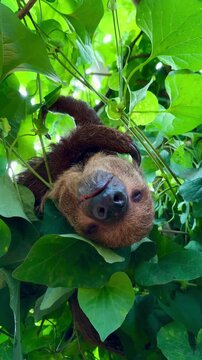 An adorable two-toed sloth hangs on a branch among the luscious green foliage