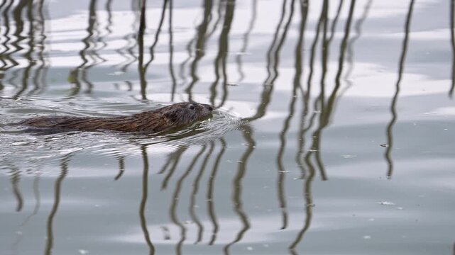 Muskrat as it swims through the water at Utah Lake in slow motion.