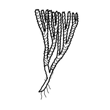 club moss Plant Biology Kingdom Plantae