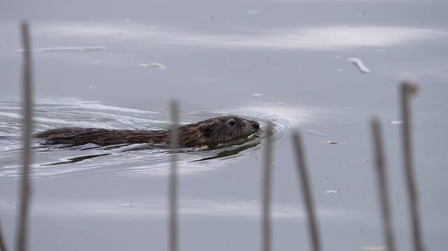 Zoomed view of a muskrat swimming through the water at Utah Lake in slow motion.