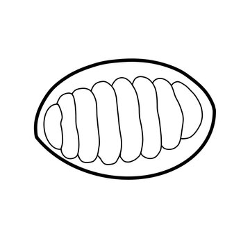 Chiton Animal kingdom Biology