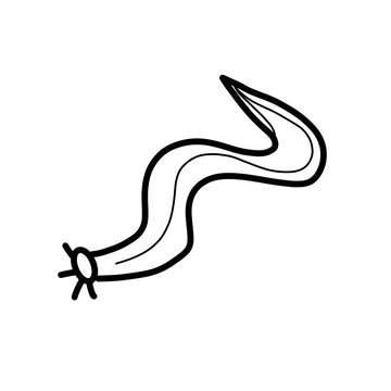Hagfish Animal kingdom Fish Biology