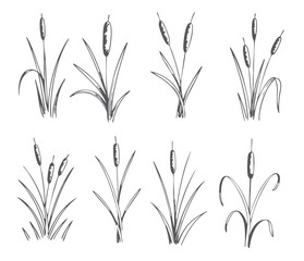 Fototapeta premium Cattail reed collection illustration. Hand drawn wetland plants in vintage ink line art style. 