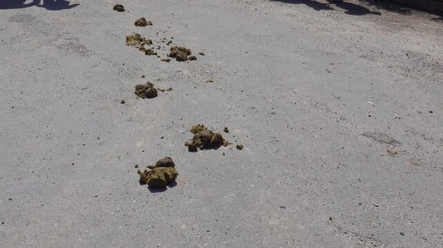 People navigate a path, dodging horse droppings