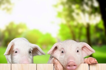 Two young piglets looking over a wooden fence on a sunny farm with copy space © BillionPhotos.com
