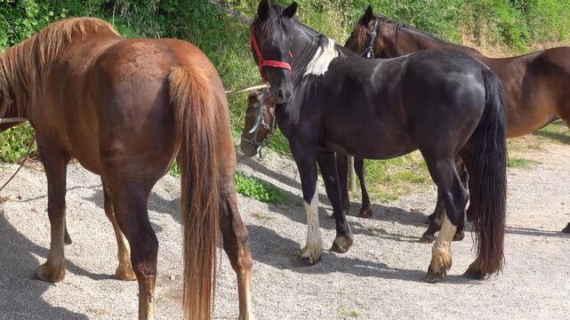 Horses rest on a gravel path near trees