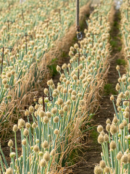Coltivazione sementiera di cipolla (Allium cepa) con infiorescenze mature in campo agricolo
