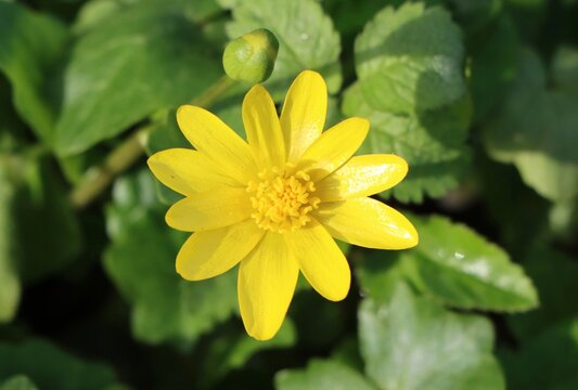 Ranunculus ficaria (lesser celandine) growing in a meadow