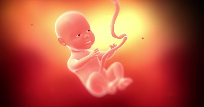 Umbilical cord connected to baby fetus body in medical animation. Medical and Health Related 3D Animation.