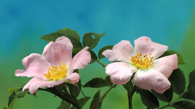 Closeup of a blooming dog rose (rosa canina), microscopic red spider mites and blurry blue and green background. Copy space
