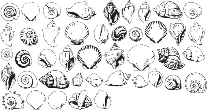 Collection of various seashells and ocean life, marine life line art illustration for summer designs
