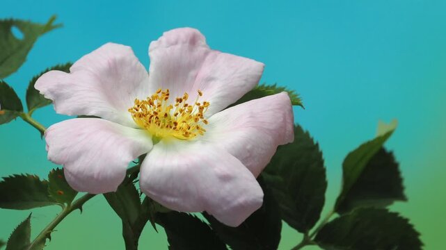Closeup of a blooming dog rose (rosa canina), microscopic red spider mites and blurry blue and green background. Copy space