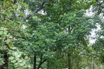 Fototapeta premium Vibrant tropical plant branches growing densely together. Detailed view of mixed forest canopy during summer. Thick leafy woodland structures outdoors in daylight.