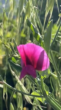 Lathyrus tingitanus or Tangier pea purple pink flower close up,4K.