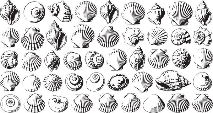 Collection of various seashells and bivalves illustration