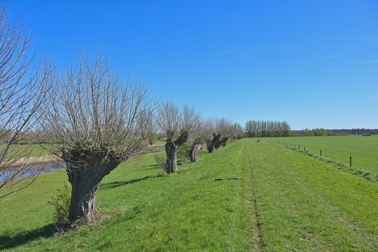 Scenic panoramic view of a row of traditional pollard willows along a green grassy dike under a clear blue spring sky along the Hanzestedenpad
