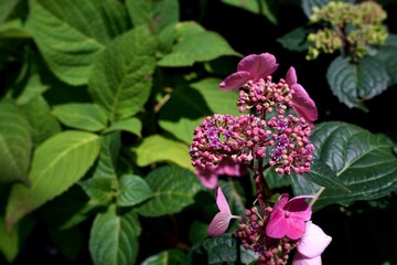 Fototapeta premium A cluster of lacecap hydrangea blossoms unfolds in gentle sunlight—tiny lavender buds surrounded by soft pink petals, framed by lush green leaves that deepen the sense of calm and natural grace.