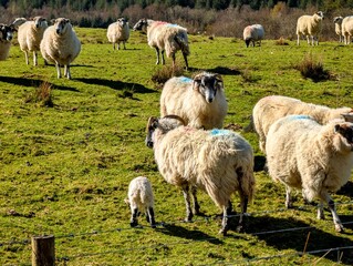 Fototapeta premium Flock of sheep grazing on green pasture with lambs live farming