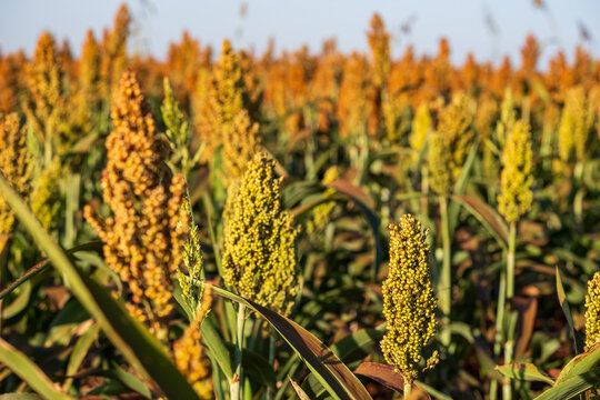 Close-up of ripe sorghum grains in a vibrant agricultural field