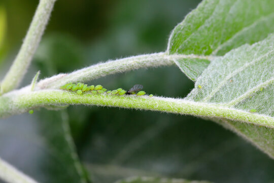 Colony of Green apple aphid, Aphis pomi on the petiole of an apple tree leaf in the garden.