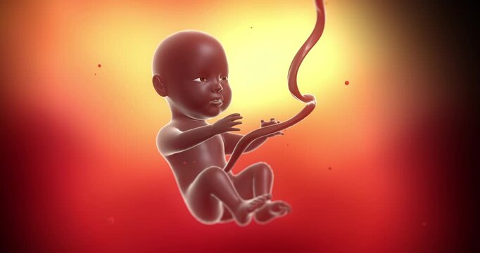 Fetus with umbilical cord moving inside African American mother's uterus. Medical and Health Related 3D Animation.