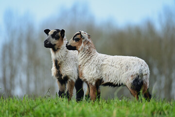 Two cute young lambs standing together on a green grass hill against a blurred background © Rogier van Bunnik