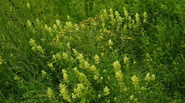 yellow rattle flowers in a meadwow with high grass, waving in the wind - Rhinanthus minor 