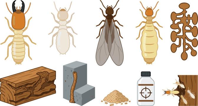 Termite Identification and Pest Control Vector Illustration Featuring Soldier, Worker, Queen, Alate, Wood Damage, Frass, Tunnel, Pesticide, and Structure for Science and Home Design Projects
