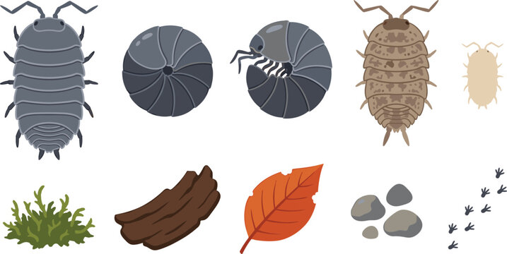 Pill Bug and Terrestrial Crustacean Vector Illustration Featuring Rolled, Extended, Brown, Pale, Moss, Bark, Leaf, Stone, and Track for Nature and Science Design Projects