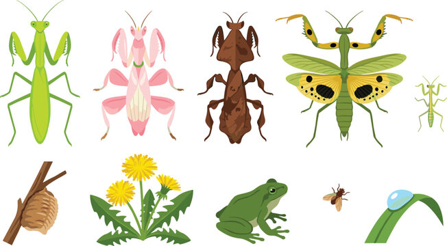 Praying Mantis Species and Camouflage Vector Illustration Featuring Orchid Mantis, Green Mantis, Bark Mantis, Egg Case, Frog, Bee, Grass, and Flower for Nature and Science Design Projects
