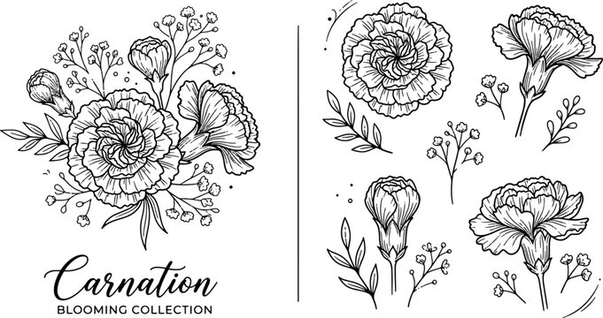 Beautiful hand drawn carnation blooming collection with elegant botanical garden floral elements delicate outline bouquet and single buds vector illustration