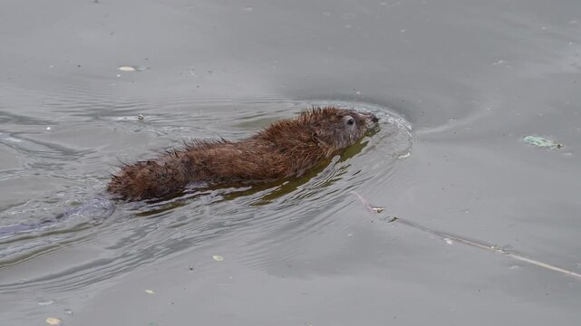 Close up of a muskrat swimming in Utah Lake in slow motion.