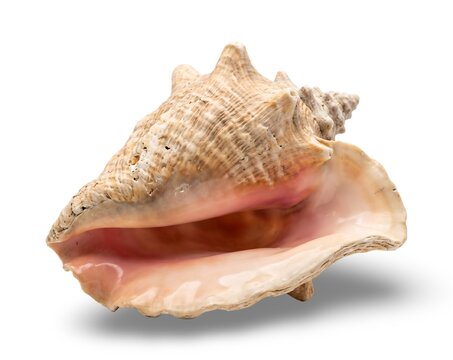 Queen Conch Shell Isolated on White Background
