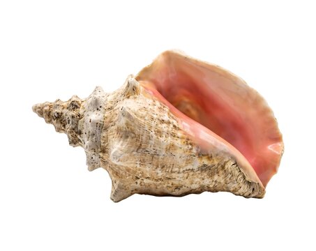 Large Queen Conch Shell Isolated on White Background