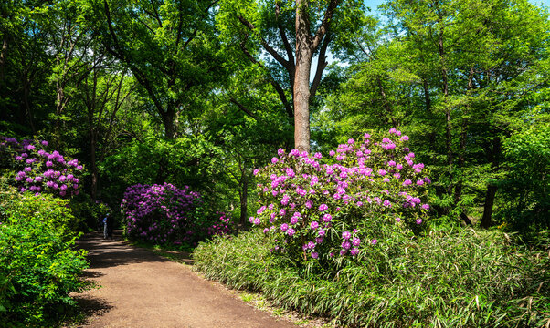 Botanik und Natur, Echter Wurmfarn (Dryopteris filix-mas) und Rhododendronbl&uuml;te im Berliner Tiergarten Park, Berlin, Deutschland