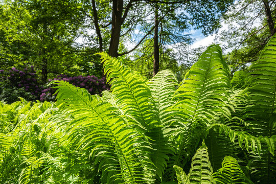 Botanik und Natur, Echter Wurmfarn (Dryopteris filix-mas) und Rhododendronbl&uuml;te im Berliner Tiergarten Park, Berlin, Deutschland